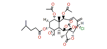 Juncin F